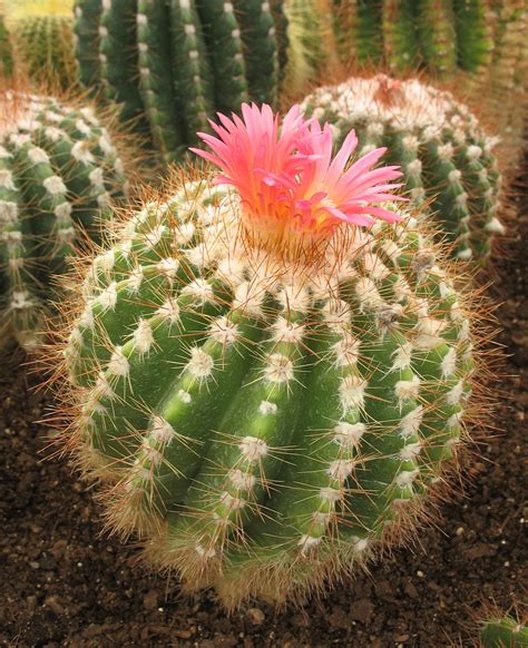 Little Round Cactus With Pink Flower Chris Harkey Flickr