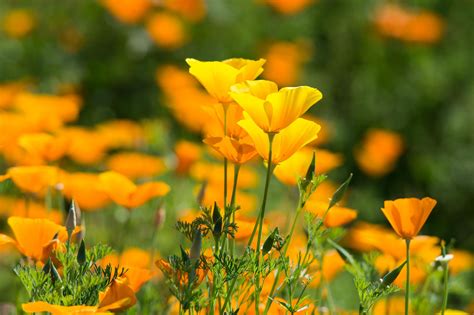 Beautiful Yellow Summer Flowers Eschholziya California
