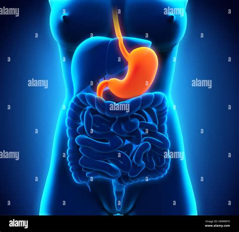 Anatomía Del Estómago Humano Fotografía De Stock Alamy