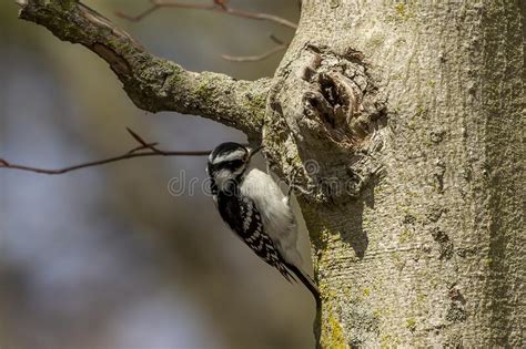 Downy woodpeckers (picoides pubescens) are common across north america. 1,670 Woodpeckers Photos - Free & Royalty-Free Stock Photos from Dreamstime - Page 5