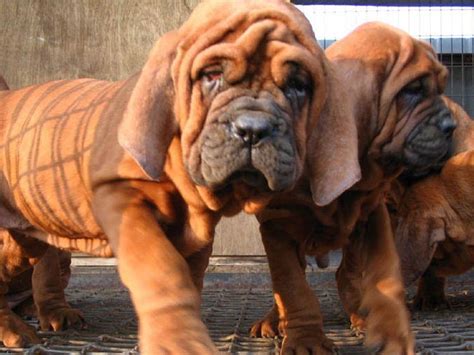 It comes in black saddlery color which makes it unique from other. Most expensive dog breed in India | Korean Dosa Mastiff