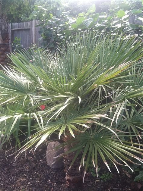 Issues W Mediterranean Fan Palm Discussing Palm Trees Worldwide