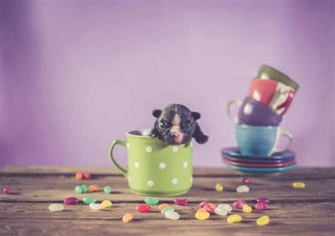 Learn more about why blue buffalo is safe and supports your dog's healthy lifestyle. Can Dogs Eat Jelly Beans? Is It Safe?