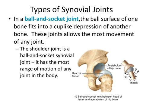 Ppt Synovial Joints Powerpoint Presentation Free Download Id2930660