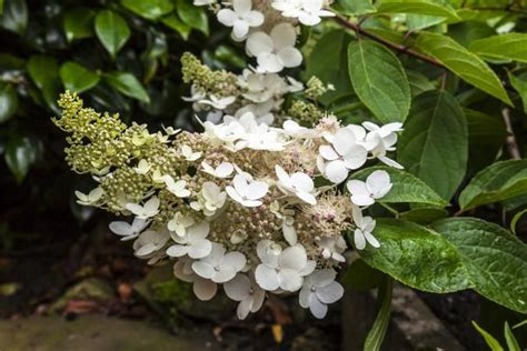 Pee Gee Hydrangea Lovetoknow Pee Gee Hydrangea Hydrangea