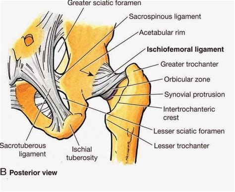 Posterior Aspect Of The Hip Including Ligaments And Capsule Hip Anatomy