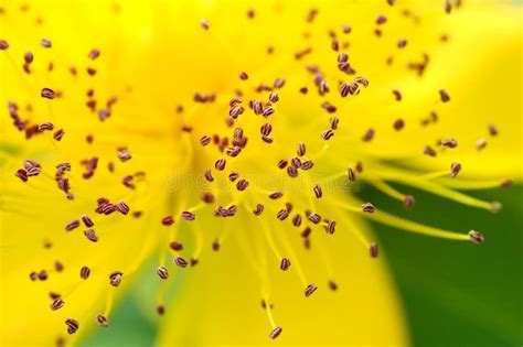 Pollen Stock Image Image Of Yellow Summer Hayfever 10047689
