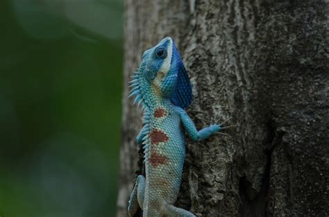 Premium Photo Blue Crested Lizard Or Indo Chinese Forest Lizard