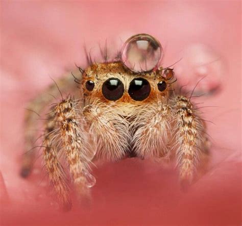 Cute Little Jumper R Spiders