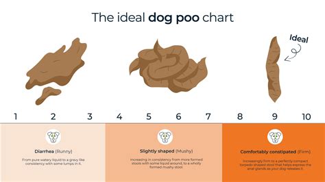 Healthy Dog Poo Guide With Poop Charts Bella And Duke