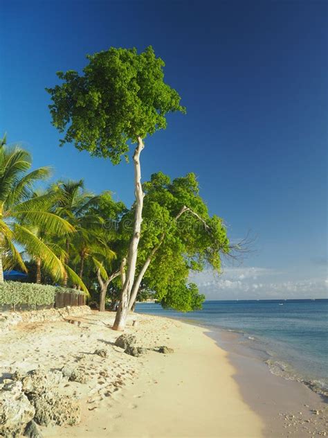 Tropical Beach Scene Stock Photo Image Of Sand Trees 163164234