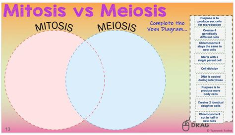 Worksheet 17 Mitosis Versus Meiosis
