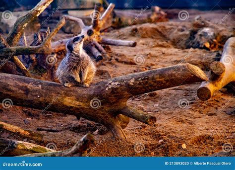 A Meerkat Standing On A Log Stock Photo Image Of Claw Autumn 213893020