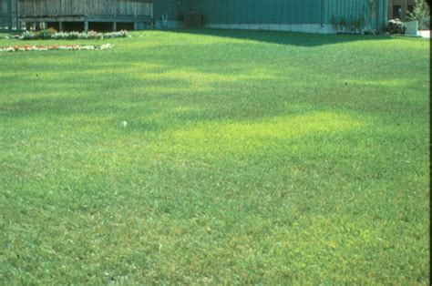 What Causes Brown Patches On Lawns