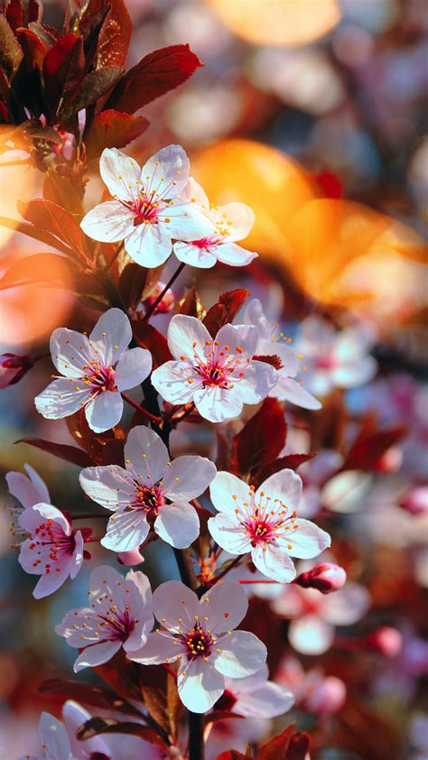 Download 720x1280 Wallpaper Cherry Blossom Pink Flowers