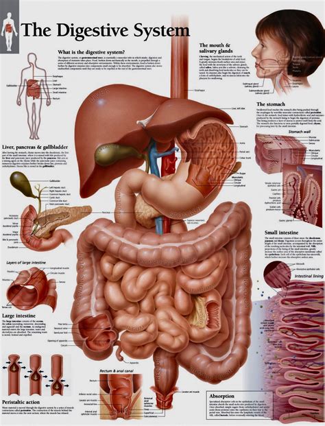 What Is Digestive System In Anatomy And Physiology Design Talk