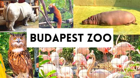Budapest Zoo Budapest Hungary What To See 2021 Youtube