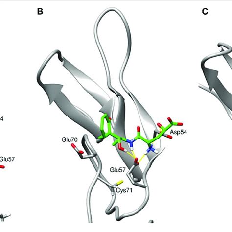 Schematic Structures Of Ranibizumab A Bevacizumab B And