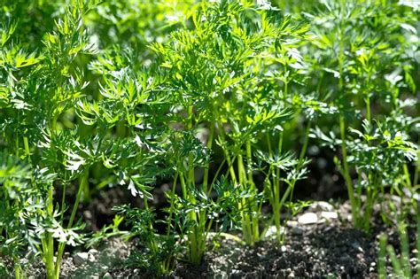 Que Semer En Mai Au Potager Fiches Pratiques Du Potager