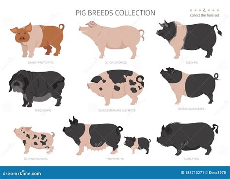 Different Types Of Pigs