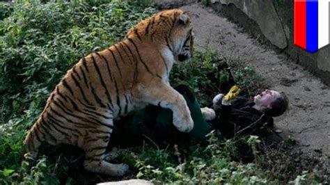 Russian Zookeeper Saved From Tiger By Quick Thinking Visitors