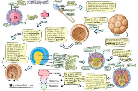Mapa Mental Embriologia Humana Brainstack Images Porn Sex Picture
