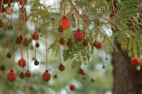 The plums, hawthorns and apple trees typically do not grow taller than 30 feet, with many often appearing shrubby. How tasty forest foods can help solve the global hunger crisis