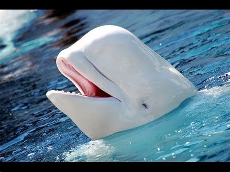 Whale of a time definition at dictionary.com, a free online dictionary with pronunciation, synonyms and translation. Facts: The Beluga Whale - YouTube