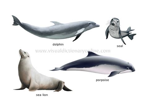 Animal Kingdom Marine Mammals Examples Of Marine