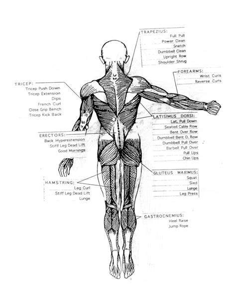 Chart muscle human body back muscle anatomy chart. Basic Muscle Chart Free Download