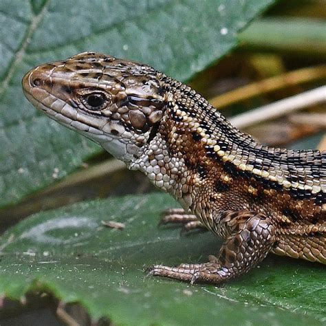 Common Lizard Suffolk Biodiversity Information Service