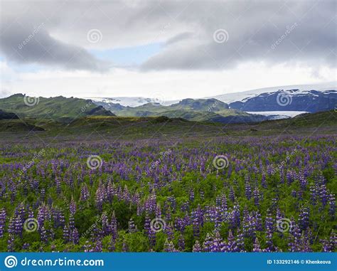Iceland Landscape With Purple Lupine Lupinus Perennis Flower Field