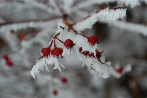 Deutschland steht ein historischer wintereinbruch bevor: Wintereinbruch Foto & Bild | pflanzen, pilze & flechten ...