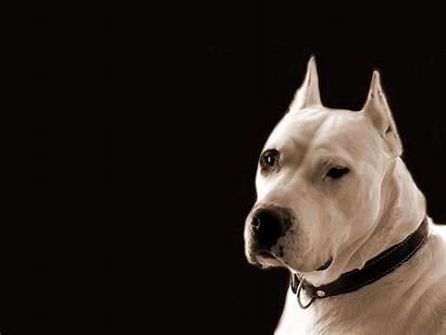 Dogo Argentino Wallpapers Background Serious Dogs Desktop