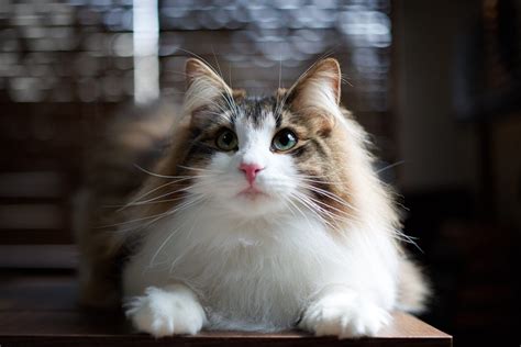 Fluffy Cat Breeds That Are Perfect For Snuggling Readers Digest