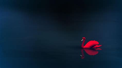 Swan 4k Hd Birds 4k Wallpapers Images Backgrounds Photos And Pictures