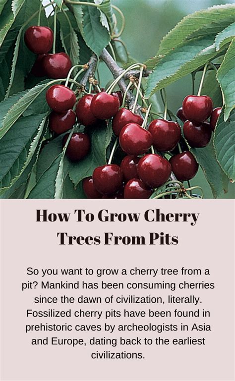How To Grow Cherry Trees From Pits Artofit