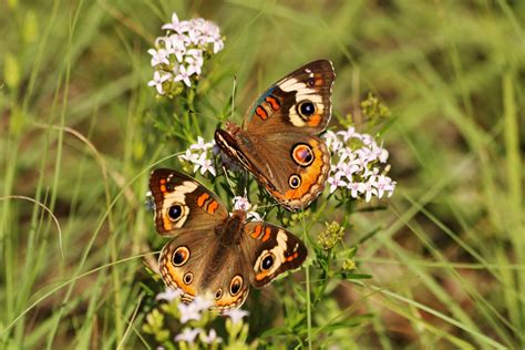 Two Common Buckeye Butterflies Free Stock Photo Public Domain Pictures
