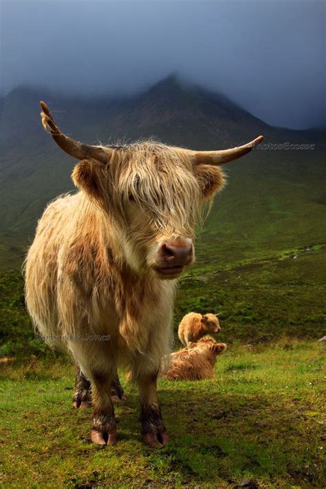 Highland Cow Druim Na Cleochd Isle Of Skye Scottish Highlands