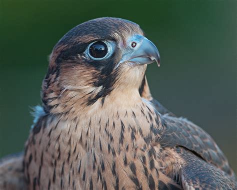 Barbary Falcon | The Barbary Falcon is similar to the Peregr… | Flickr