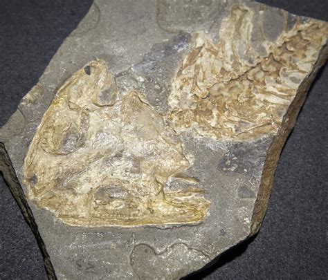 Dinosaur Fossil Stock Photo Image Of Dino Close Mesozoic 48169372