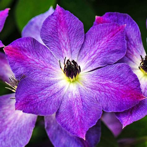 Polygonatum multiflorum fresh green spring flowers. Spring Hill Nurseries Purple Flowers Cloudburst Clematis ...