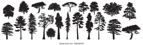 Trees Silhouettes Forest Park Pines Firs Stock Vector Royalty Free