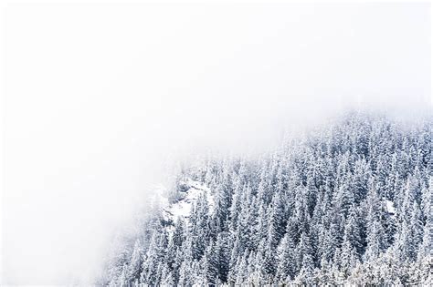 Thick Fogs Hovering Over Snow Covered Pine Trees Hd Wallpaper Peakpx