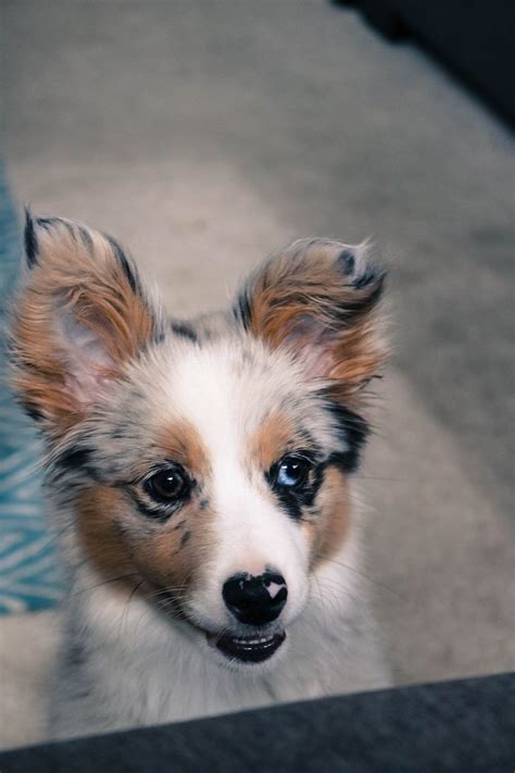 Mini Aussie And Border Collie Mix From First Harmony Farms