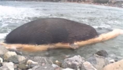 Fears Blue Whale Will Explode Raining Rotting Meat On Newfoundland Town