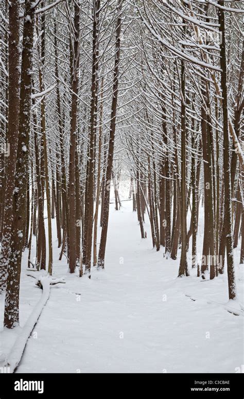 Fresh Snowfall In Cedar Forest Stock Photo Alamy