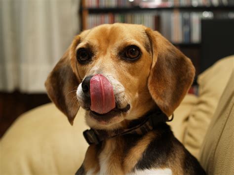 Dog Licking Face Hcsupplies Help And Ideas
