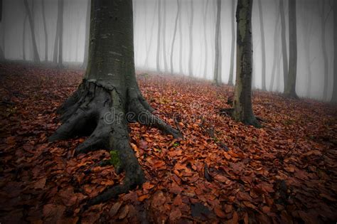 Alberi Con Le Grandi Radici In Una Foresta Misteriosa Terrificante