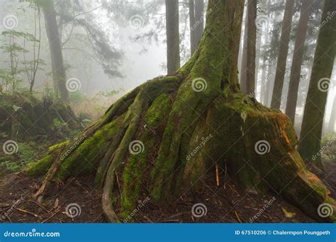 Tree Trunk And Root Stock Photo Image Of Ground Landscape 67510206